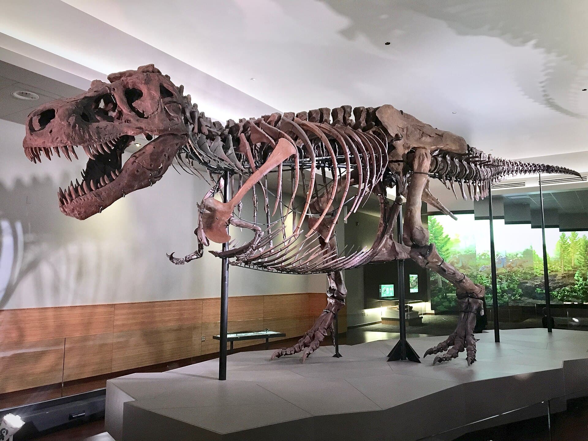 Mounted Tyrannosaurus rex skeleton in a museum gallery